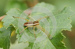 A rare hunting Raft Spider, Dolomedes fimbriatus, perching on a leaf at the edge of marshland in the UK.