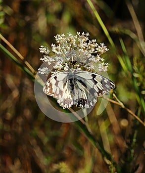 Rare Iberian marbled white butterfly - Melanargia lachesis. Oeiras, Portugal.