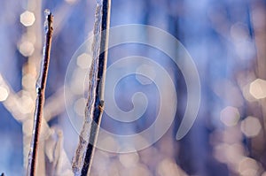 Rare ice storm in Ontario creates beautiful winter scene