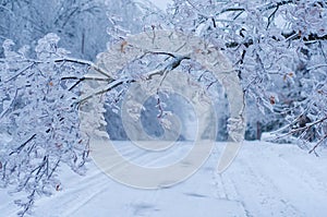 Rare ice storm in Ontario creates beautiful winter scene