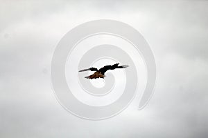 A rare image of a Kestrel bird in mid-flight at a nature reserve