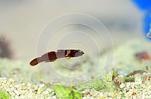 Rare image of Splechtna`s goby fish - DIDOGOBIUS SPLECHTNAI