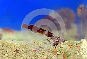 Rare image of Splechtna`s goby fish - DIDOGOBIUS SPLECHTNAI