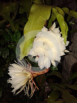 Rare Indian Flower Bramha Kamal photo