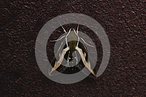 rare insect large moth brazhnik on a dark background