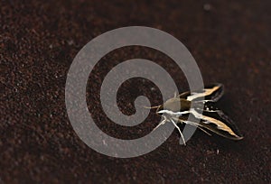 rare insect large moth brazhnik on a dark background