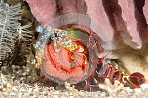 Mantis Shrimp with Egg Brood photo
