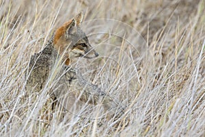 Rare Island Fox in Channel Islands National Park