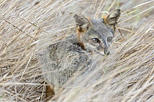 Rare Island Fox in Channel Islands National Park