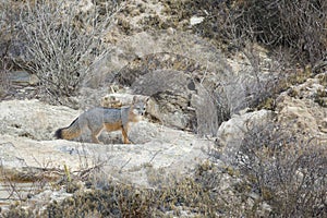 Rare Island Fox in Channel Islands National Park