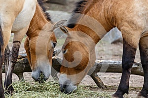 Rare kulan horses having their dinner