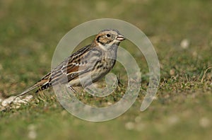 A rare Lapland Bunting, Calcarius lapponicus, is feeding on seeds in a field at the edge of a cliff. It is a passage migrant to th