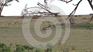 Rare Large African Antelope Waterbuck Lying On The Grass And Resting The Reserve