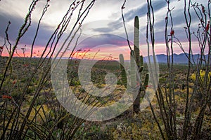 Arizona Saguaro And Ocotillo Cactus Desert Sunset Landscape photo