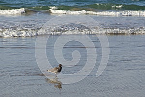 Rare lava gull seen wading in shallow water on a beautiful sandy beach, Puerto Villamil