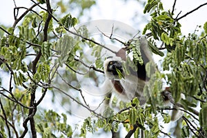 Rare lemur Crowned Sifaka, Propithecus Coquerel, feeds on tree leaves, Ankarafantsika Reserve, Madagascar