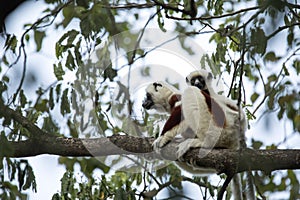 Rare lemur Crowned Sifaka, Propithecus Coquerel, feeds on tree leaves, Ankarafantsika Reserve, Madagascar