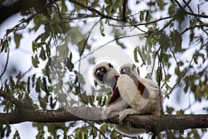 Rare lemur Crowned Sifaka, Propithecus Coquerel, feeds on tree leaves, Ankarafantsika Reserve, Madagascar