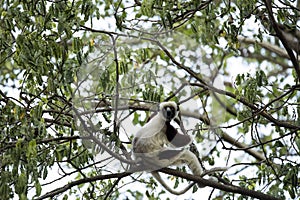 Rare lemur Crowned Sifaka, Propithecus Coquerel, feeds on tree leaves, Ankarafantsika Reserve, Madagascar