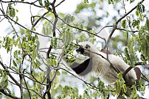 Rare lemur Crowned Sifaka, Propithecus Coquerel, feeds on tree leaves, Ankarafantsika Reserve, Madagascar