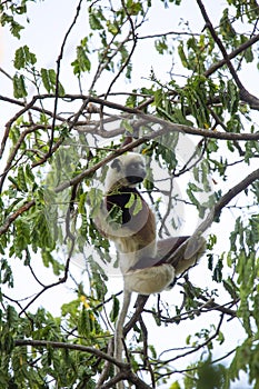Rare lemur Crowned Sifaka, Propithecus Coquerel, feeds on tree leaves, Ankarafantsika Reserve, Madagascar