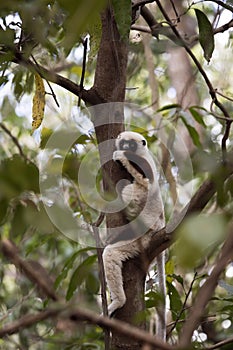 Rare lemur Crowned Sifaka, Propithecus Coquerel, feeds on tree leaves, Ankarafantsika Reserve, Madagascar