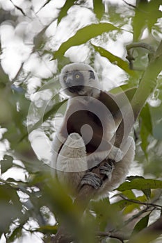 Rare lemur Crowned Sifaka, Propithecus Coquerel, watching from a tree nearby, Ankarafantsika Reserve, Madagascar