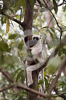 Rare lemur Crowned Sifaka, Propithecus Coquerel, watching from a tree nearby, Ankarafantsika Reserve, Madagascar