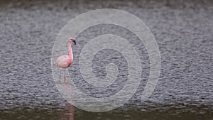 Rare Lesser Flamingo at Gediz Delta