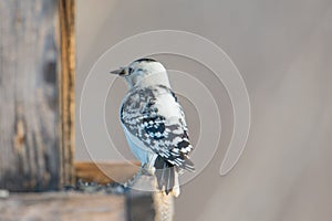 Rare leucistic downy woodpecker - partial loss of pigment in this woodpecker - seen at the visitor center for the Minnesota Valley