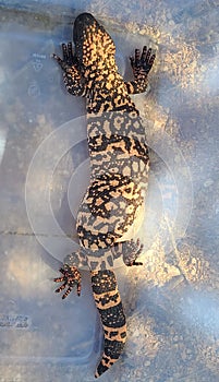 Rare LG 18& x22; Gilamonster  Reptiles Lizard Sonoran Desert Wildlife Creature Venimous  One of Two in the World Nature