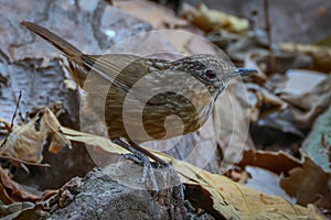 Rare Limestone Wren Babbler