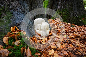 Rare Lion`s mane mushroom in a Dutch forest