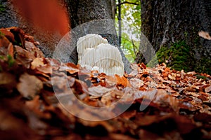 Rare Lion`s mane mushroom in a Dutch forest