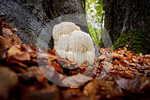 Rare Lion`s mane mushroom in a Dutch forest