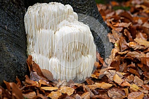 Rare Lion`s mane mushroom in a Dutch forest