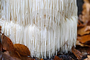 Rare Lion`s mane mushroom in a Dutch forest