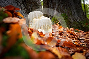 Rare Lion`s mane mushroom in a Dutch forest