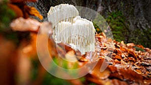 Rare Lion`s mane mushroom in a Dutch forest