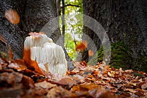 Rare Lion`s mane mushroom in a Dutch forest