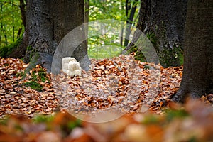 Rare Lion`s mane mushroom in a Dutch forest