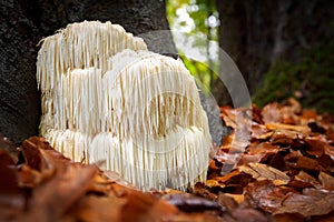 Rare Lion`s mane mushroom in a Dutch forest photo