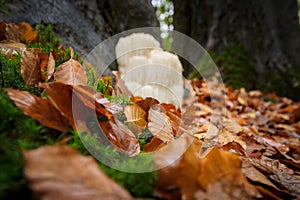 Rare Lion`s mane mushroom in a Dutch forest photo