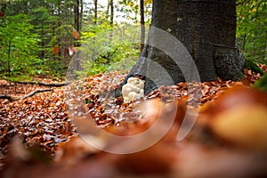 Rare Lion`s mane mushroom in a Dutch forest