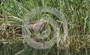 A rare Little Bittern Ixobrychus minutus hunting for food in the reeds in the UK.