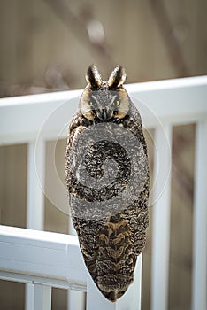 Rare Long-Eared Owl Perched In Broad Daylight