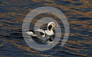 A rare Long-tailed duck, Clangula hyemalis male in breeding plumage, in the sea in Scotland.