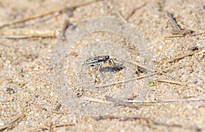 A rare Lophyra fasciculicornis tiger beetle traversing its sandy environment in South Africa