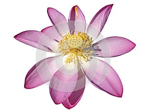 Rare lotus flower isolated on white background