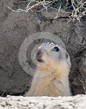 Rare luck - a cautious groundhog peeps from a mink, Baikonur, Kazakhstan